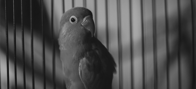 Acesse a notícia completa: TRF5 mantém apreensão de aves de criador suspeito de falsificar anilhas