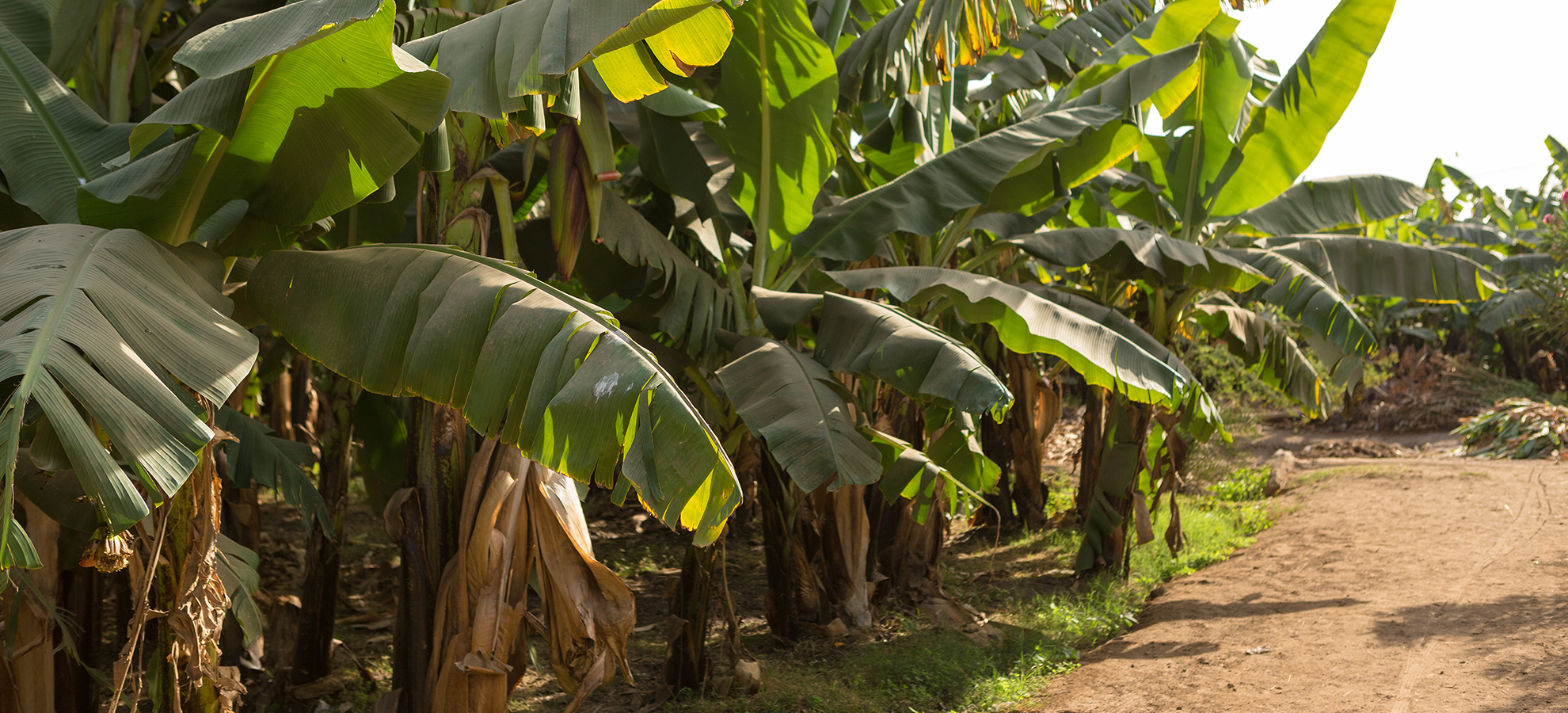 Acesse a notícia comleta: TRF5 determina que União publique decreto de desapropriação em favor de comunidade quilombola 