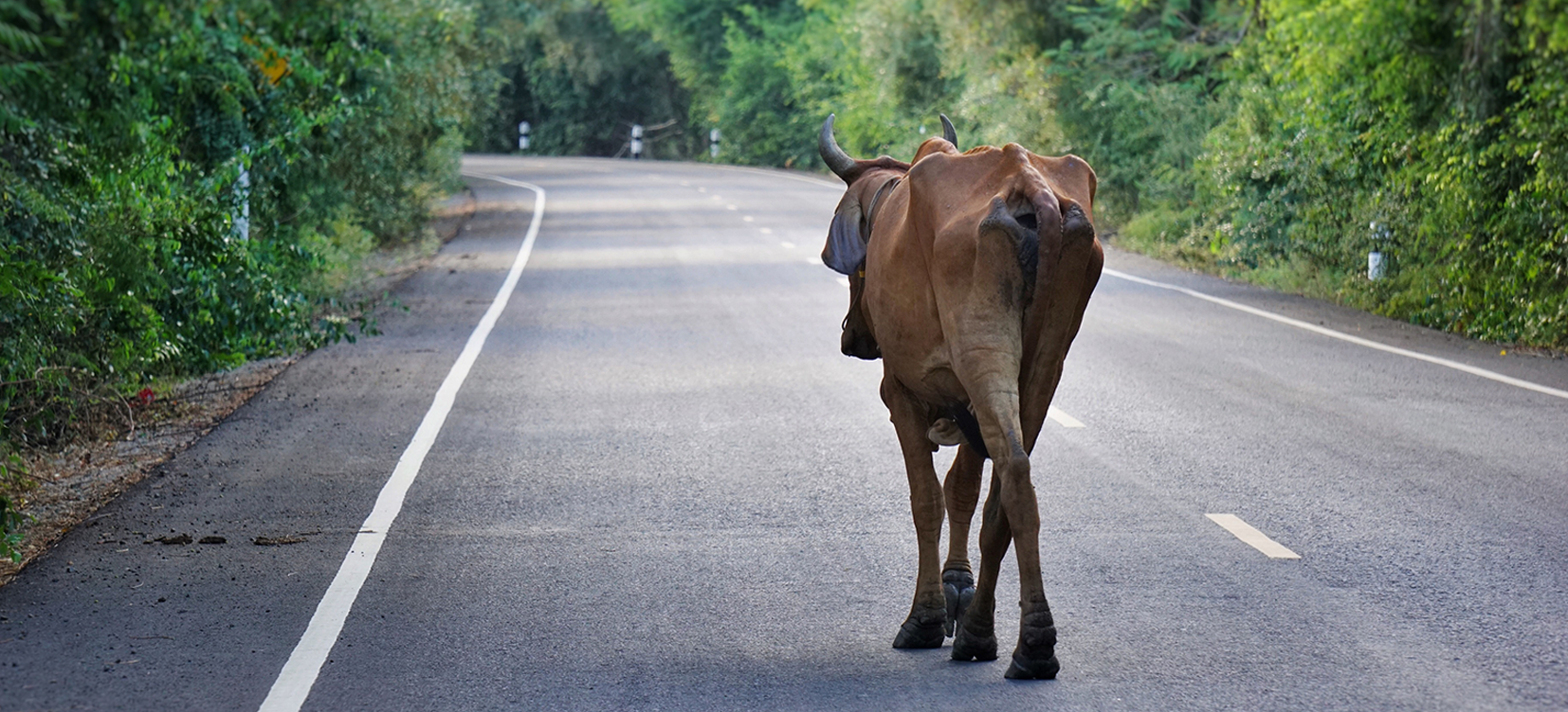 Acesse a notícia comleta: TRF5 nega pedido de indenização a seguradora por acidente com animal em rodovia federal 