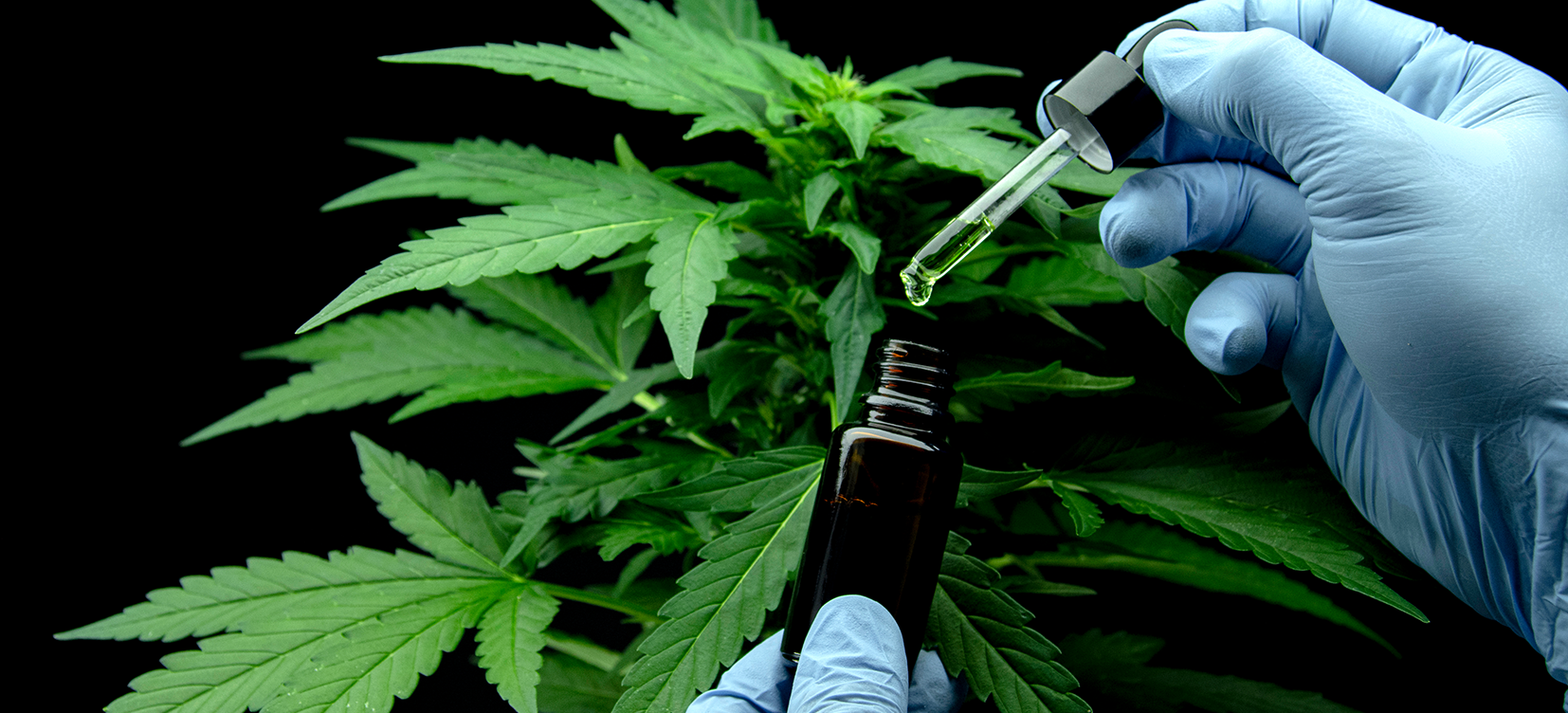 Acesse a notícia comleta: TRF5 autoriza importação e cultivo de Cannabis sativa para fins medicinais