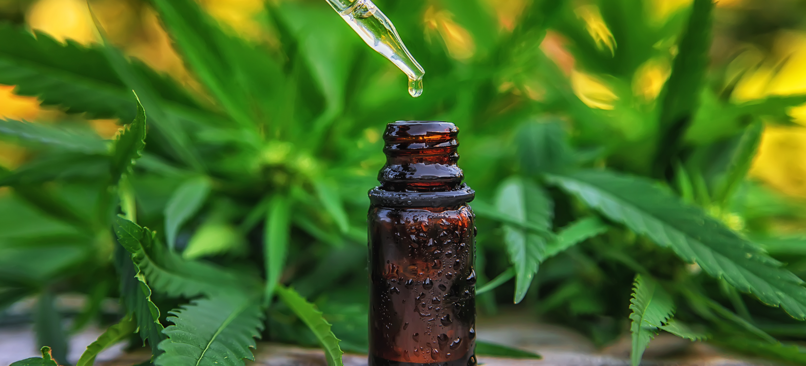 Acesse a notícia comleta: TRF5 permite que farmácia de manipulação comercialize produtos à base de cannabis