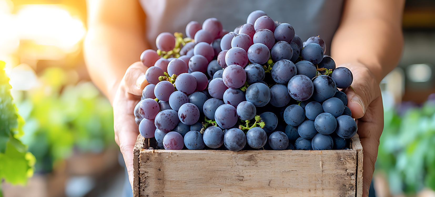 Acesse a notícia comleta: TRF5 afasta suspensão indevida de IPI concedida a cooperativa